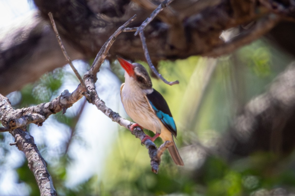 Светлобрюхий зимородок - ML645776215