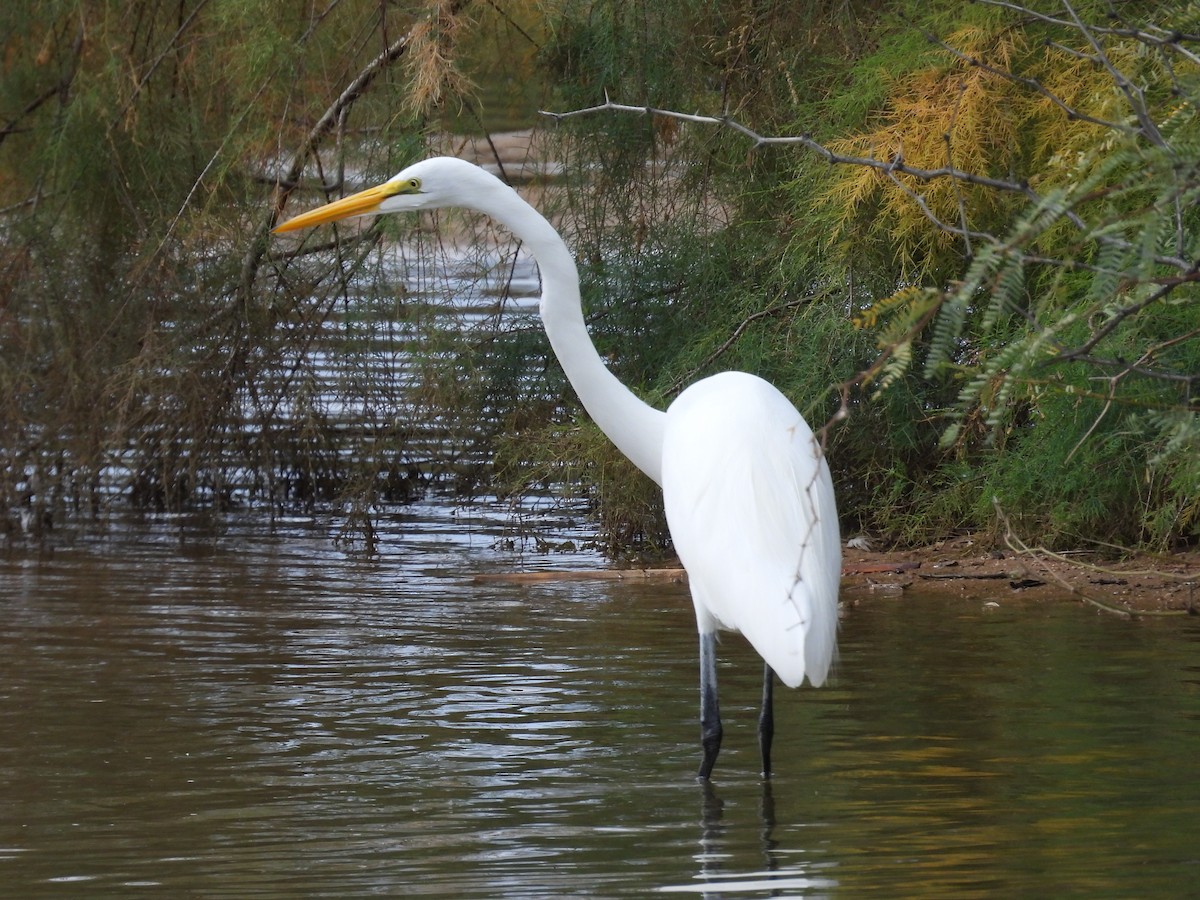 Большая белая цапля - ML645776216