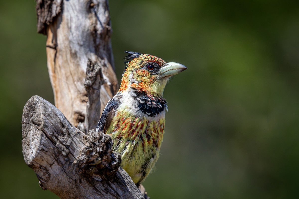 Хохлатая чубатка - ML645776217