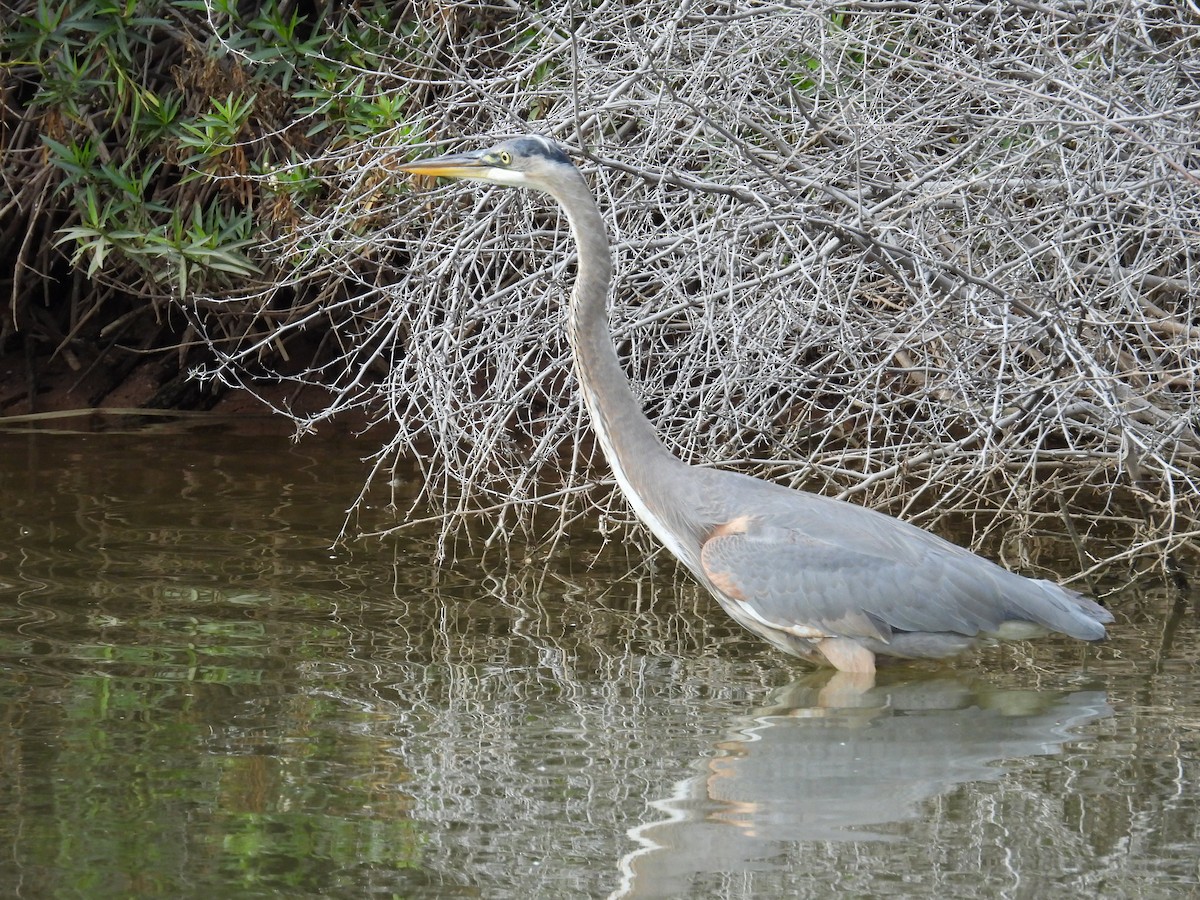 Great Blue Heron - ML645776219