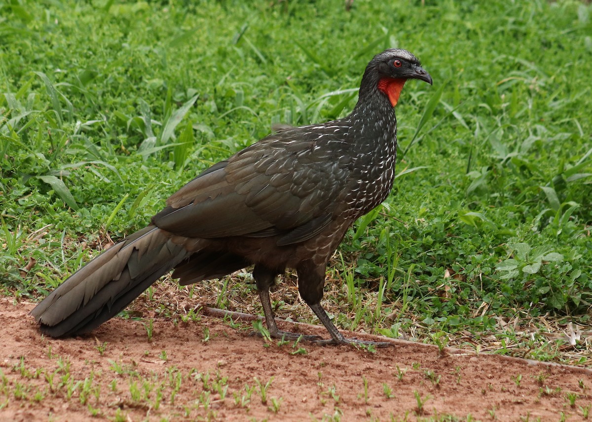 Dusky-legged Guan - ML645776220
