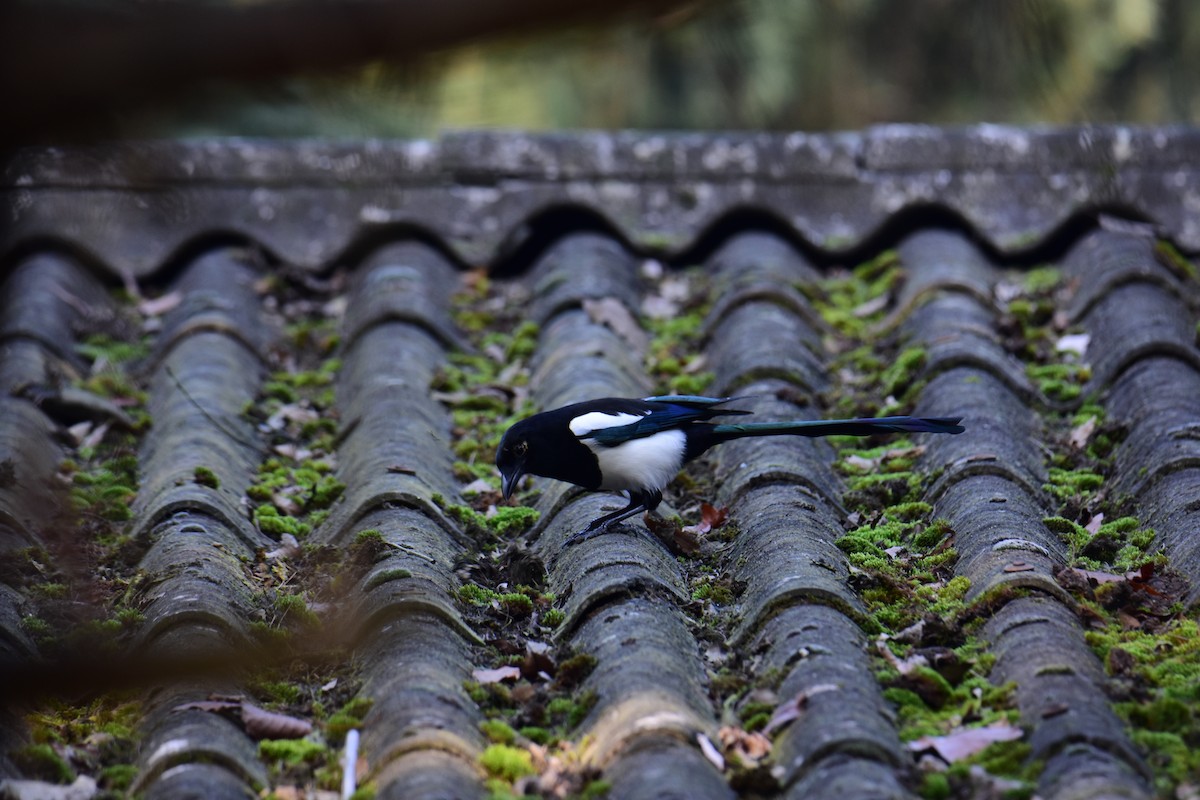 Urraca Común - ML645776226