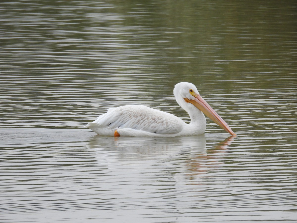 American White Pelican - ML645776228