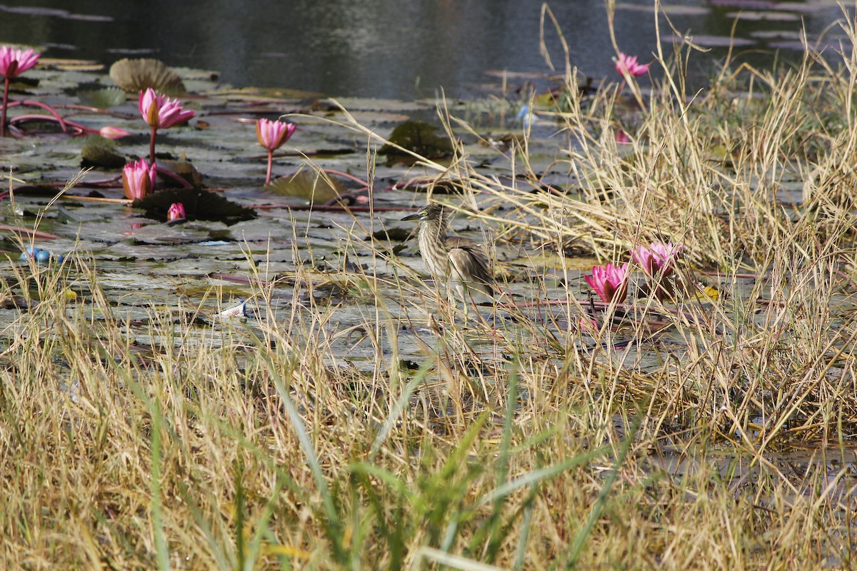 Indian Pond-Heron - ML645776278
