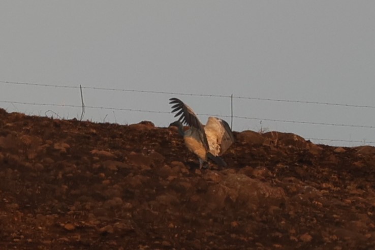 Cape Griffon - ML645776294