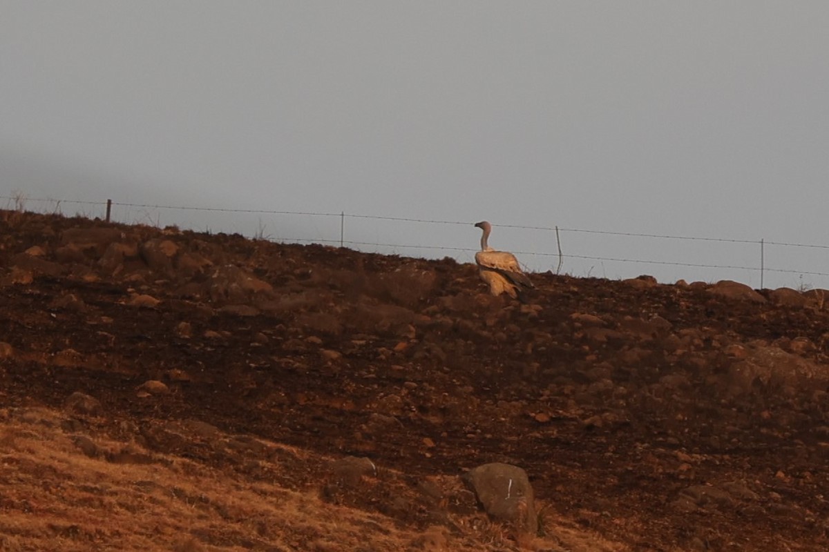 Cape Griffon - ML645776295