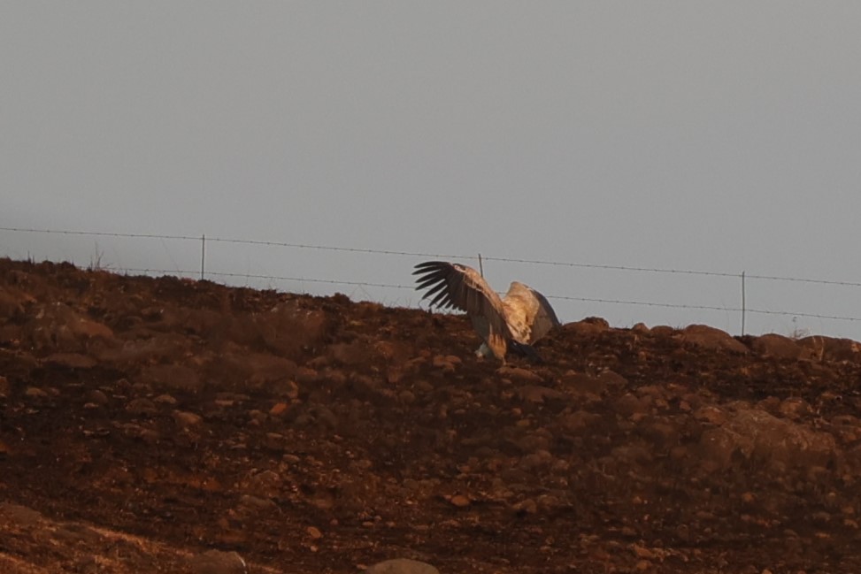 Cape Griffon - ML645776296