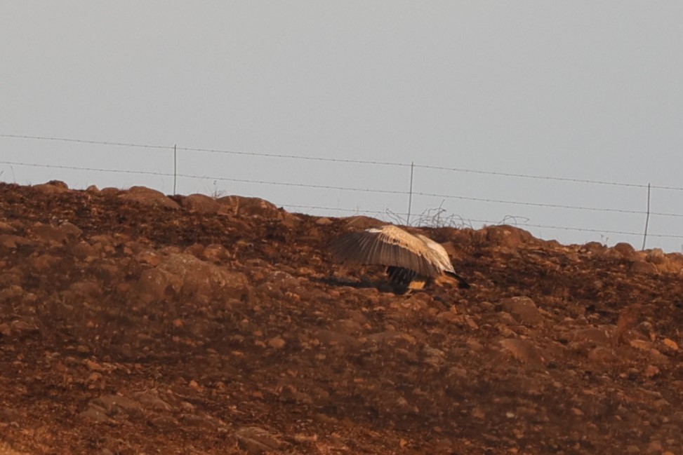 Cape Griffon - ML645776297