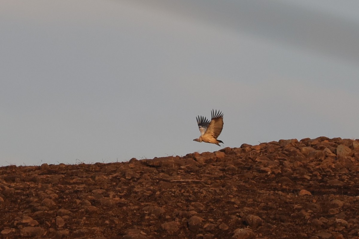 Cape Griffon - ML645776298