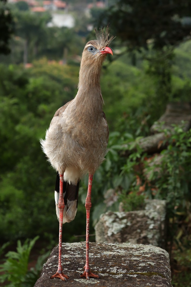 Red-legged Seriema - ML645776301