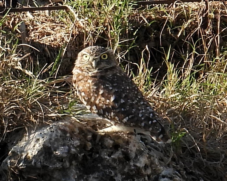 Burrowing Owl - ML645776306