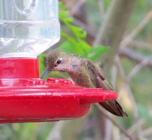 Anna's Hummingbird - ML645776307