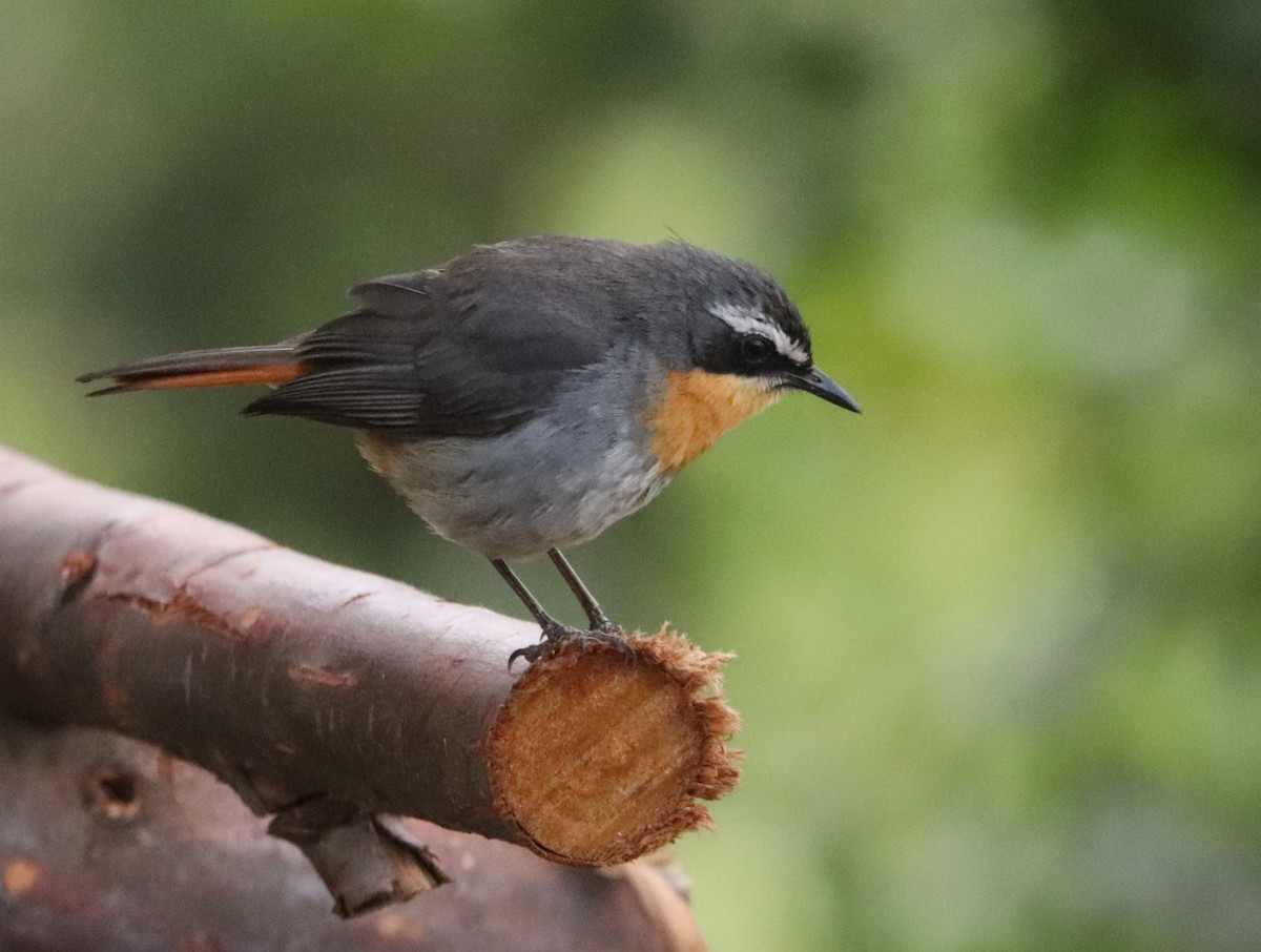 Cape Robin-Chat - ML645776308