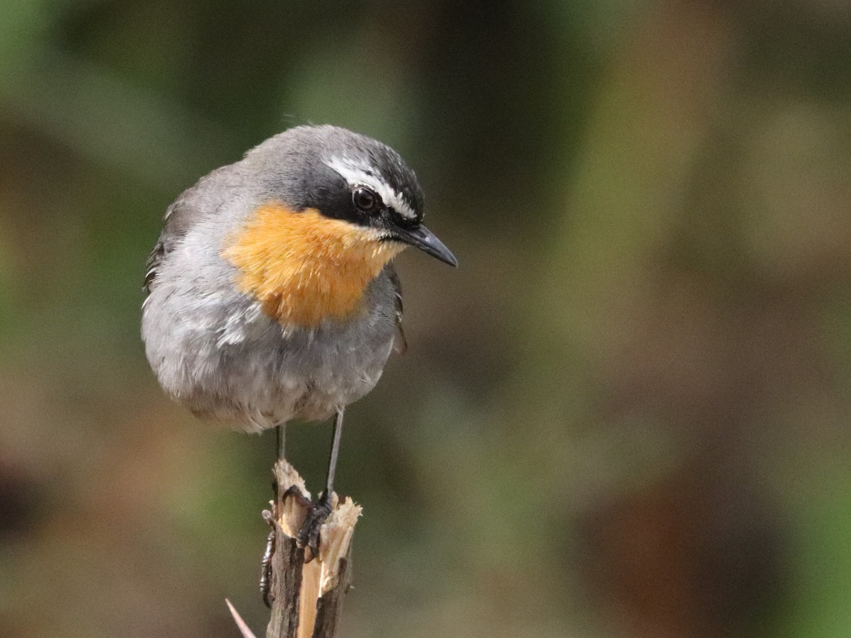 Cape Robin-Chat - ML645776309