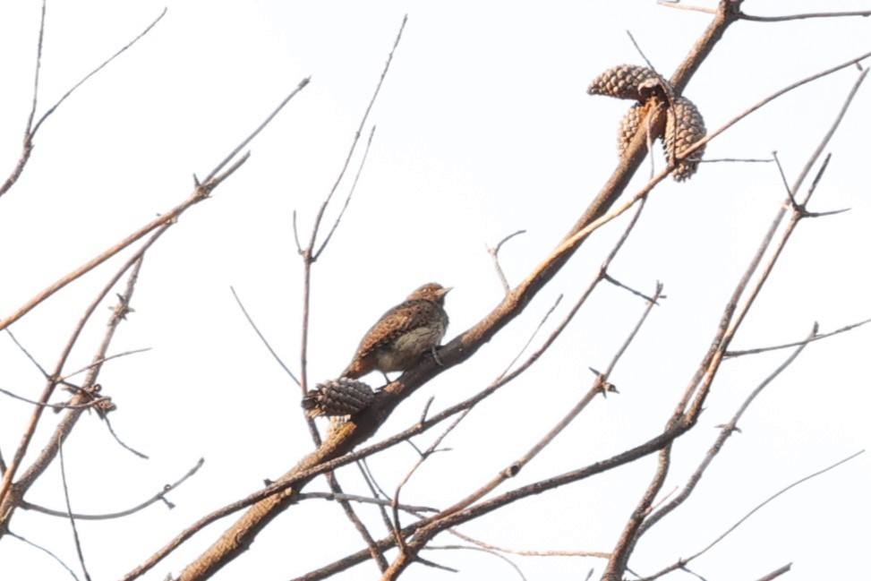 Red-throated Wryneck - ML645776310
