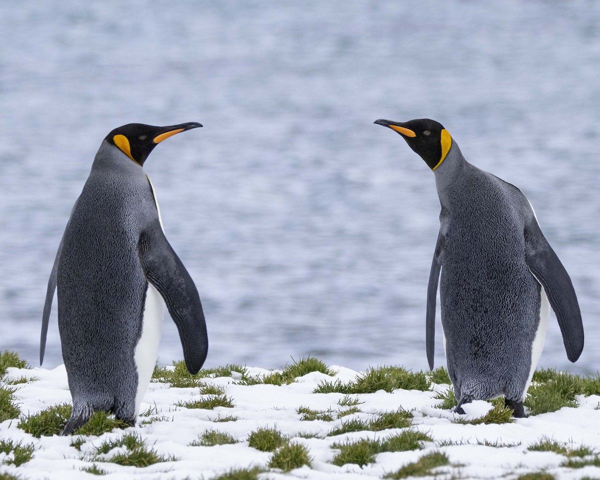 King Penguin - ML645776311