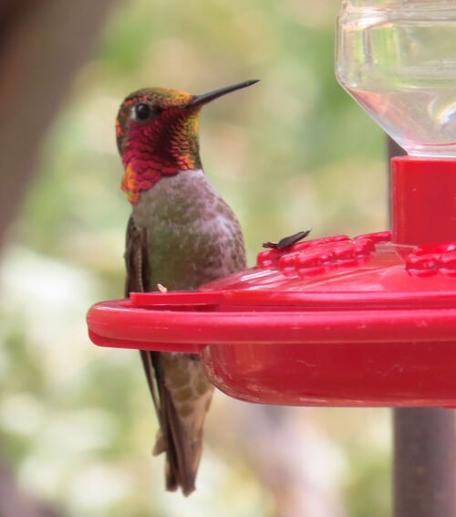 Anna's Hummingbird - ML645776312