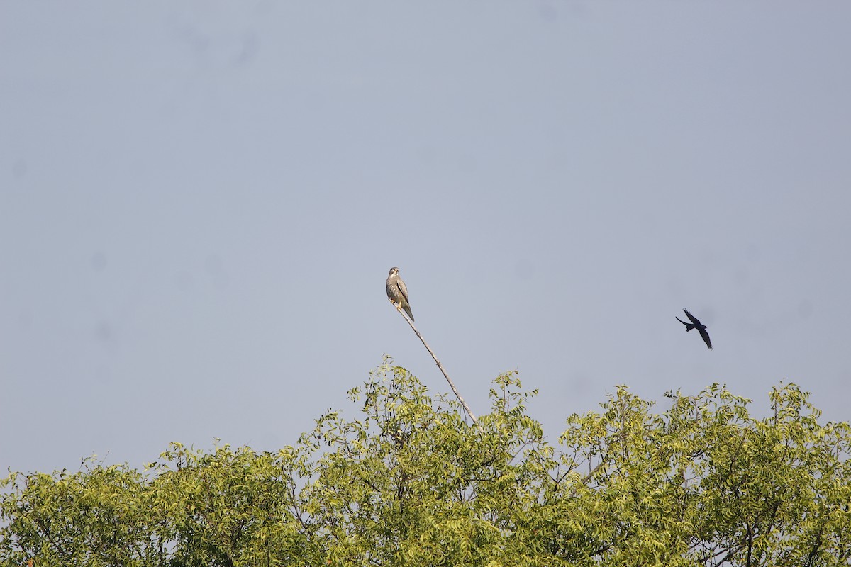 White-eyed Buzzard - ML645776314