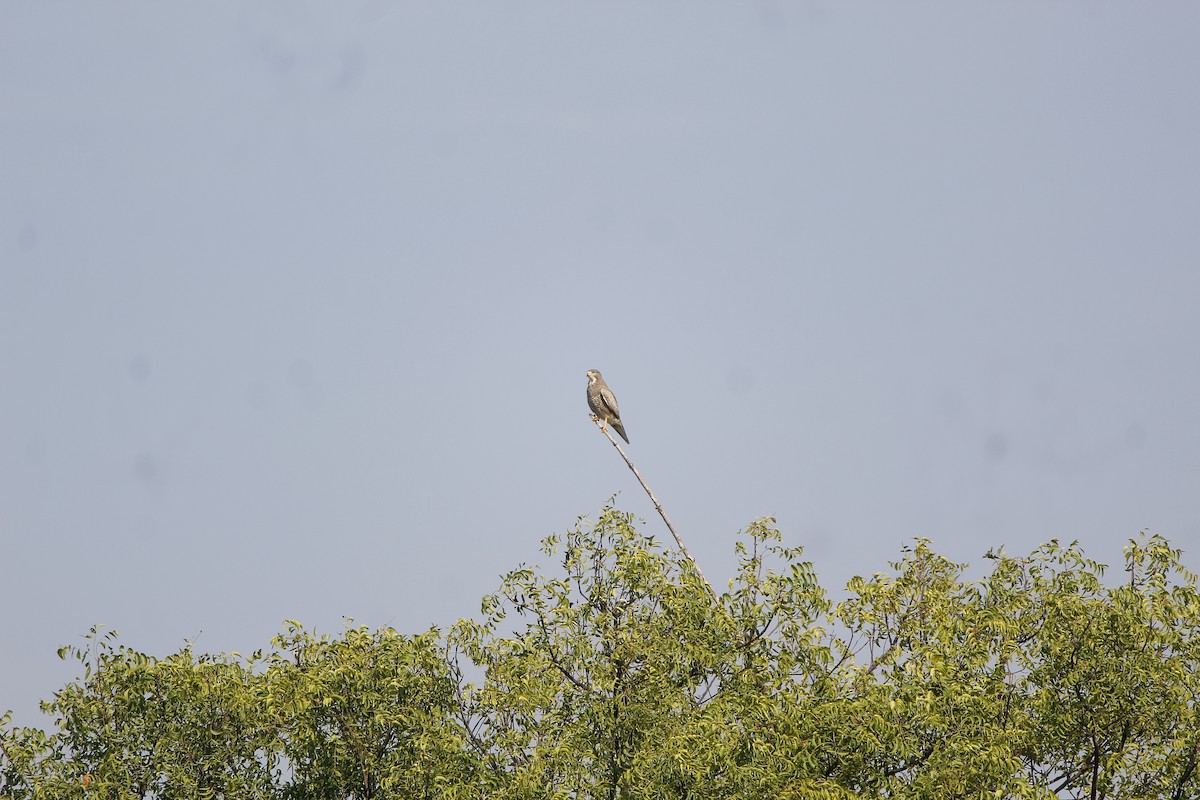 White-eyed Buzzard - ML645776315