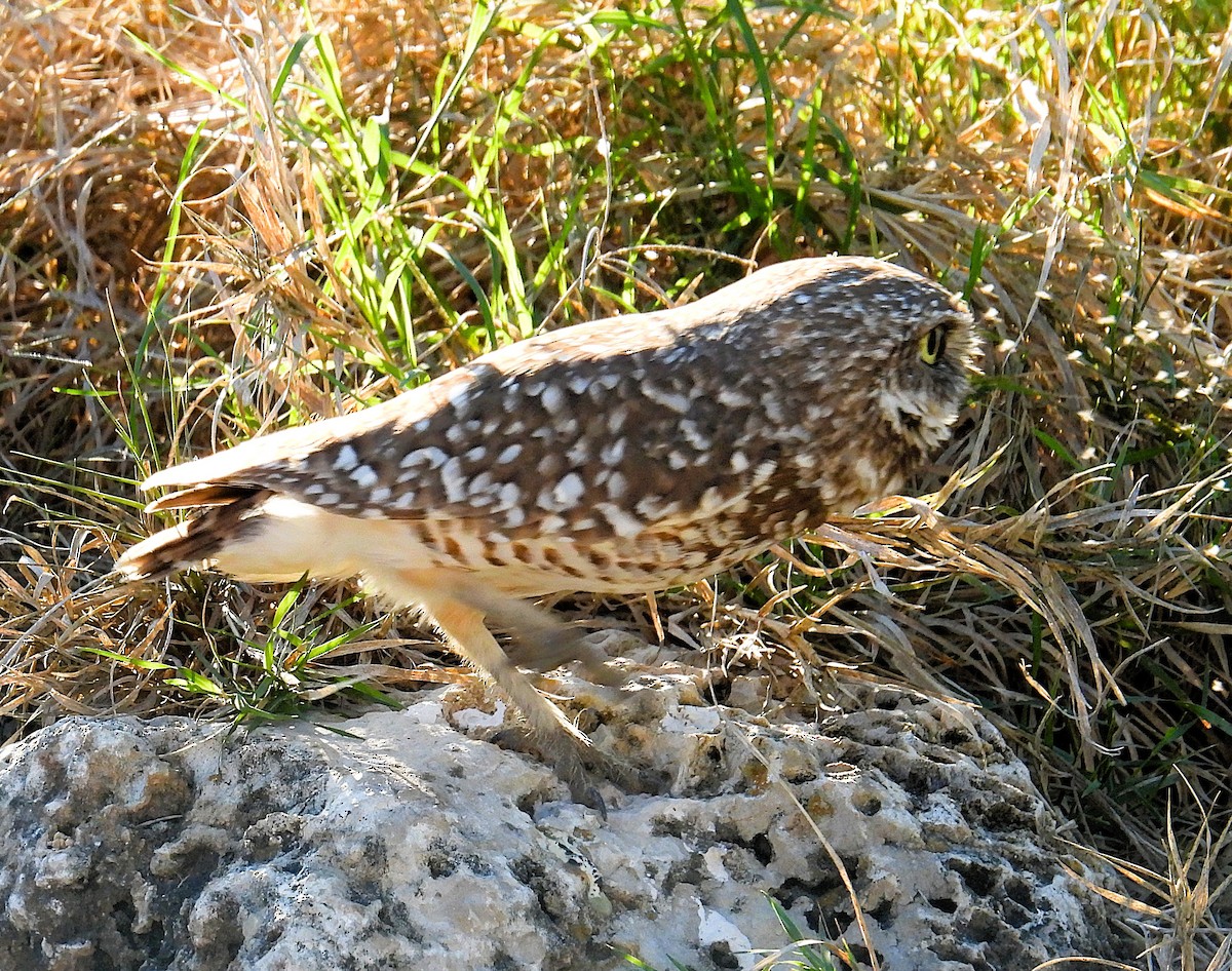 Burrowing Owl - ML645776316