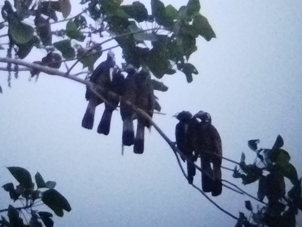 Bushy-crested Hornbill - ML645776318