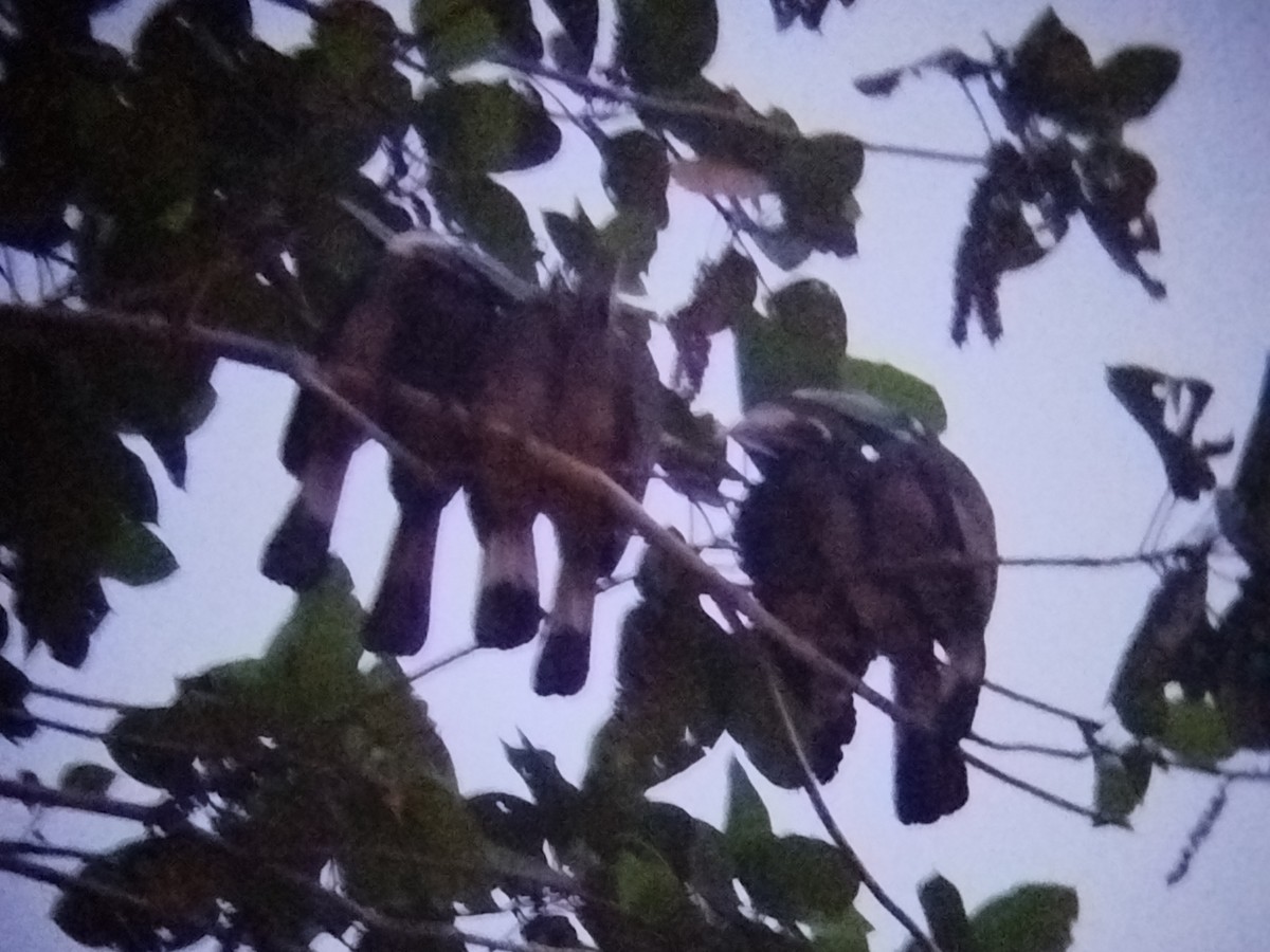 Bushy-crested Hornbill - ML645776319