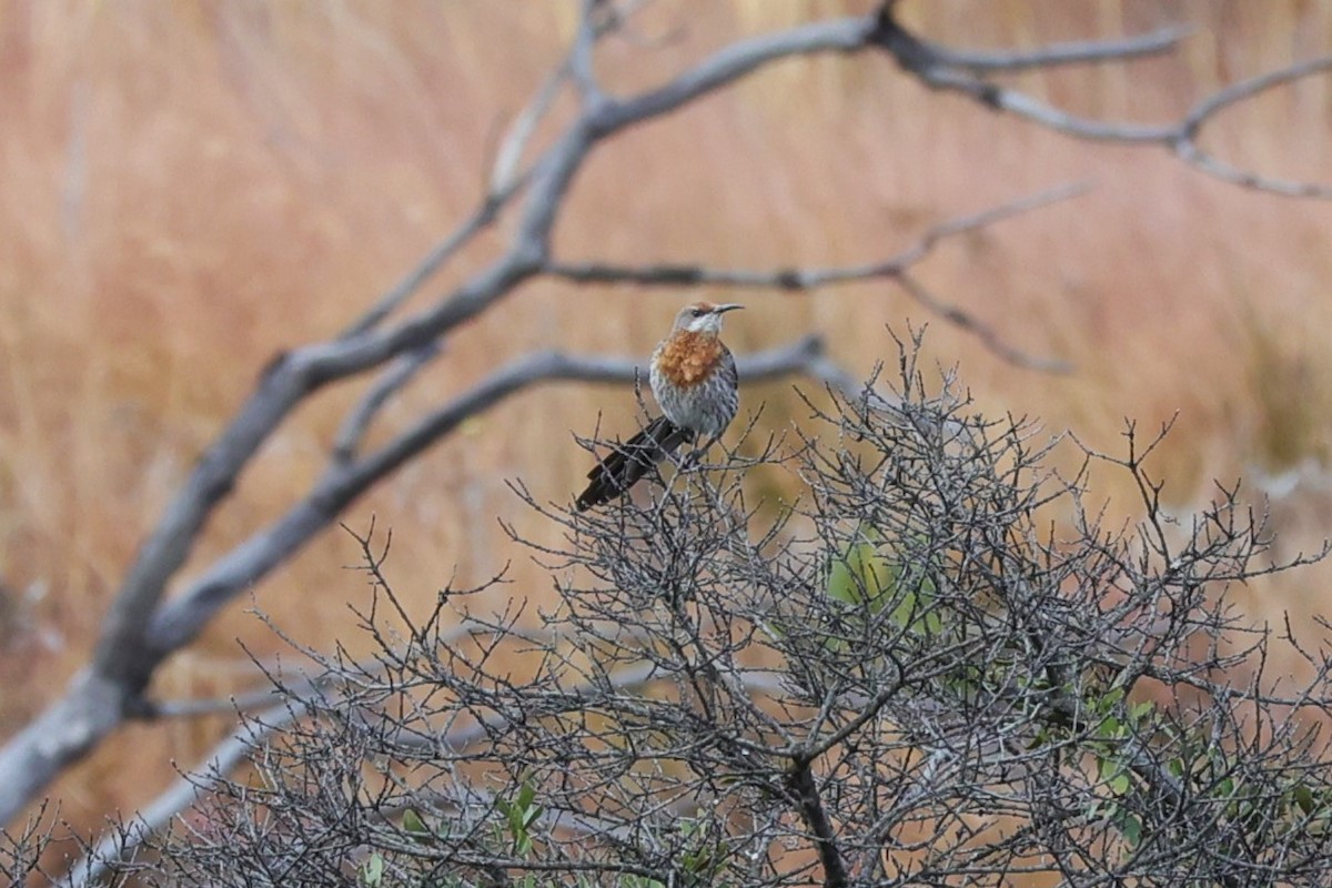 Gurney's Sugarbird - ML645776320