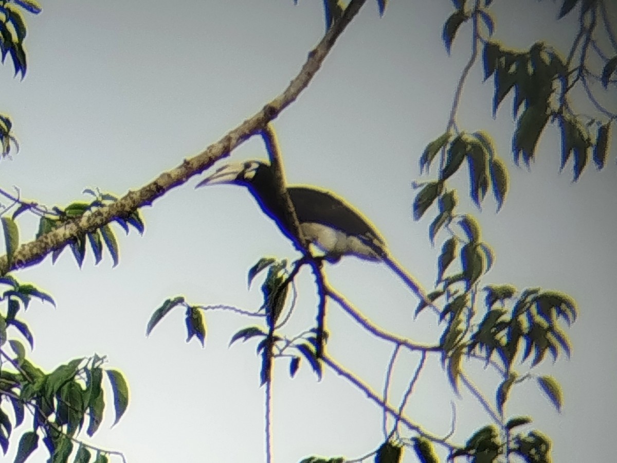 Oriental Pied-Hornbill - ML645776321