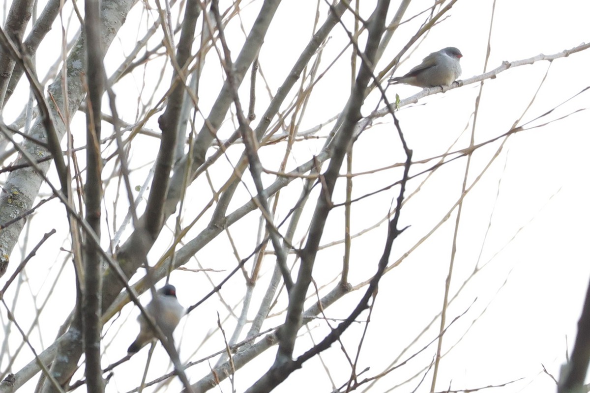 Swee Waxbill - ML645776323