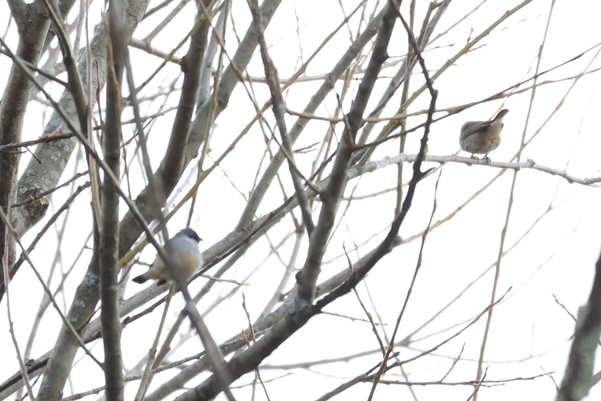 Swee Waxbill - ML645776324