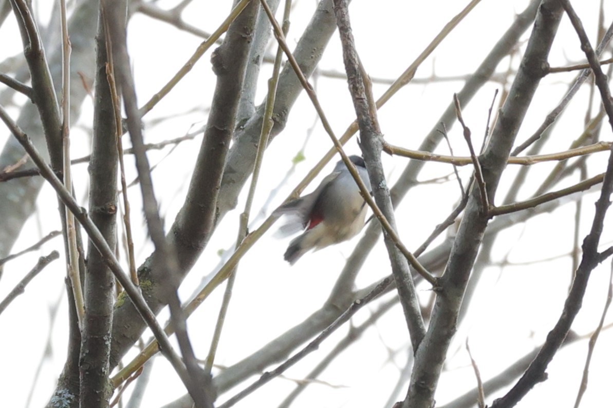 Swee Waxbill - ML645776325