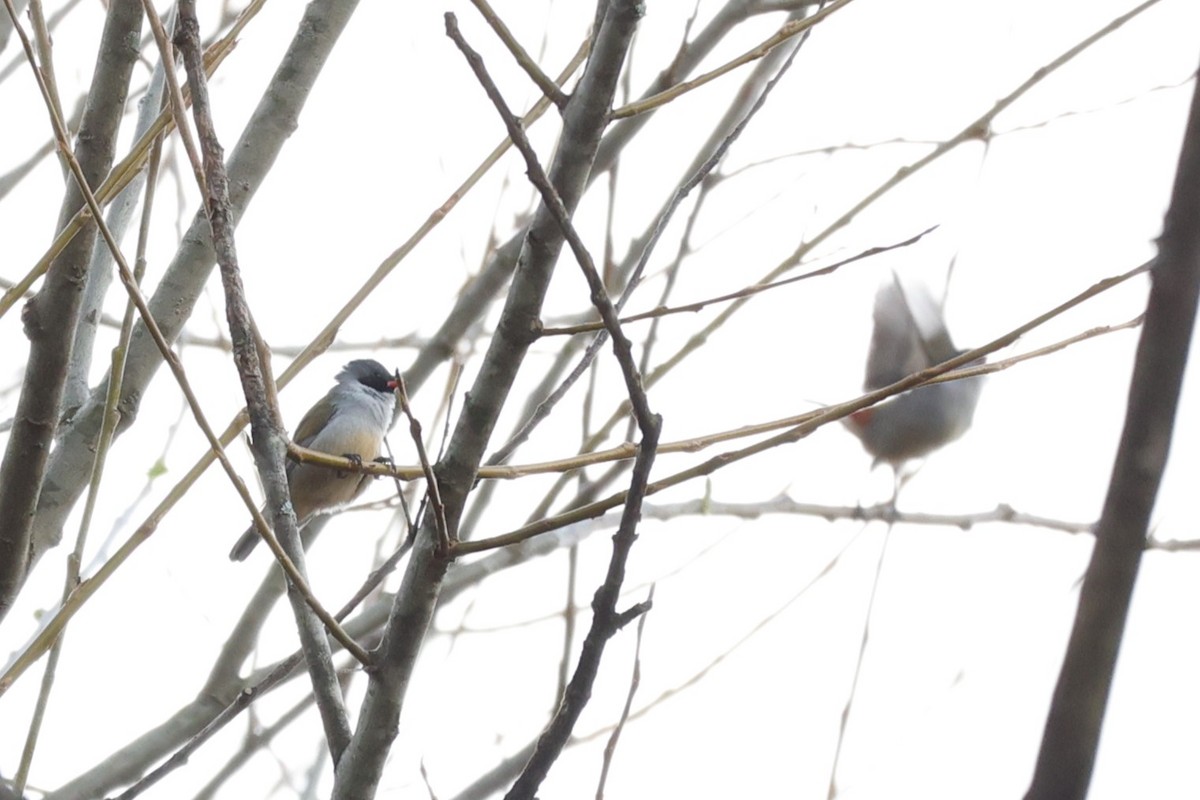 Swee Waxbill - ML645776326