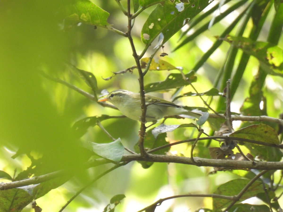 Зеленокрылая пеночка - ML645776327