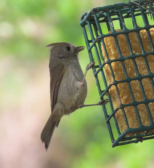 Oak Titmouse - ML645776328