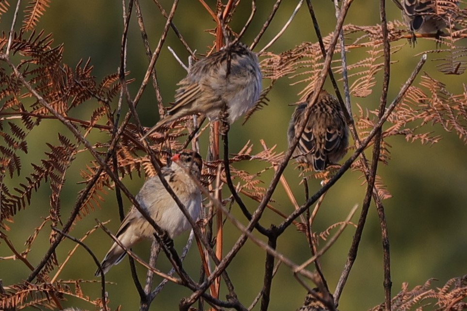 Pin-tailed Whydah - ML645776329