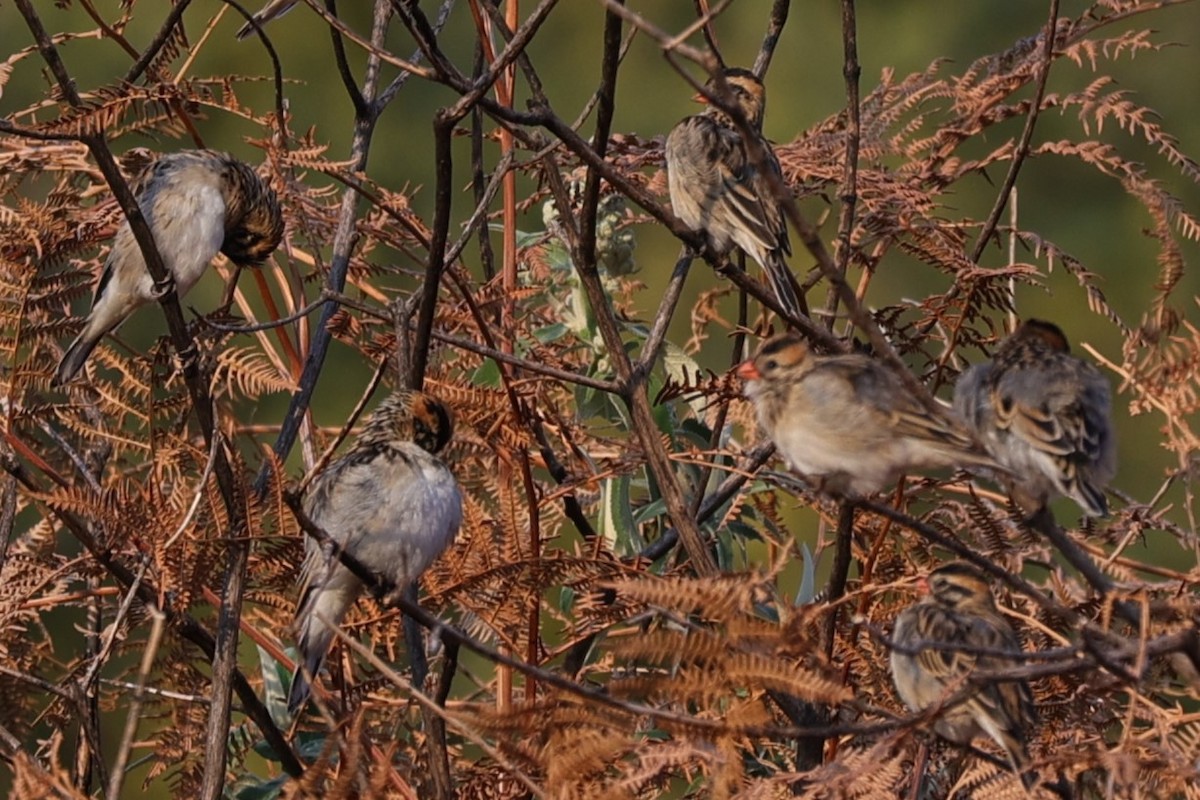 Pin-tailed Whydah - ML645776330