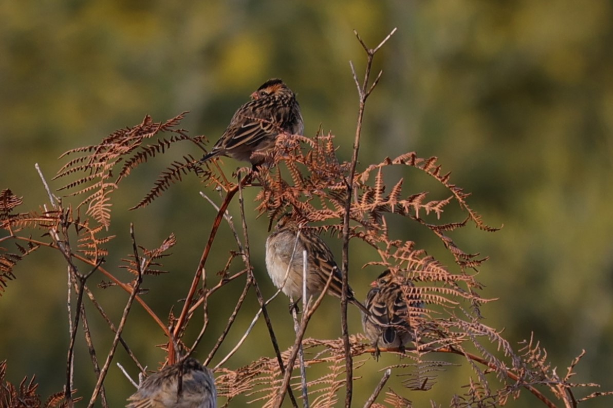 Pin-tailed Whydah - ML645776331