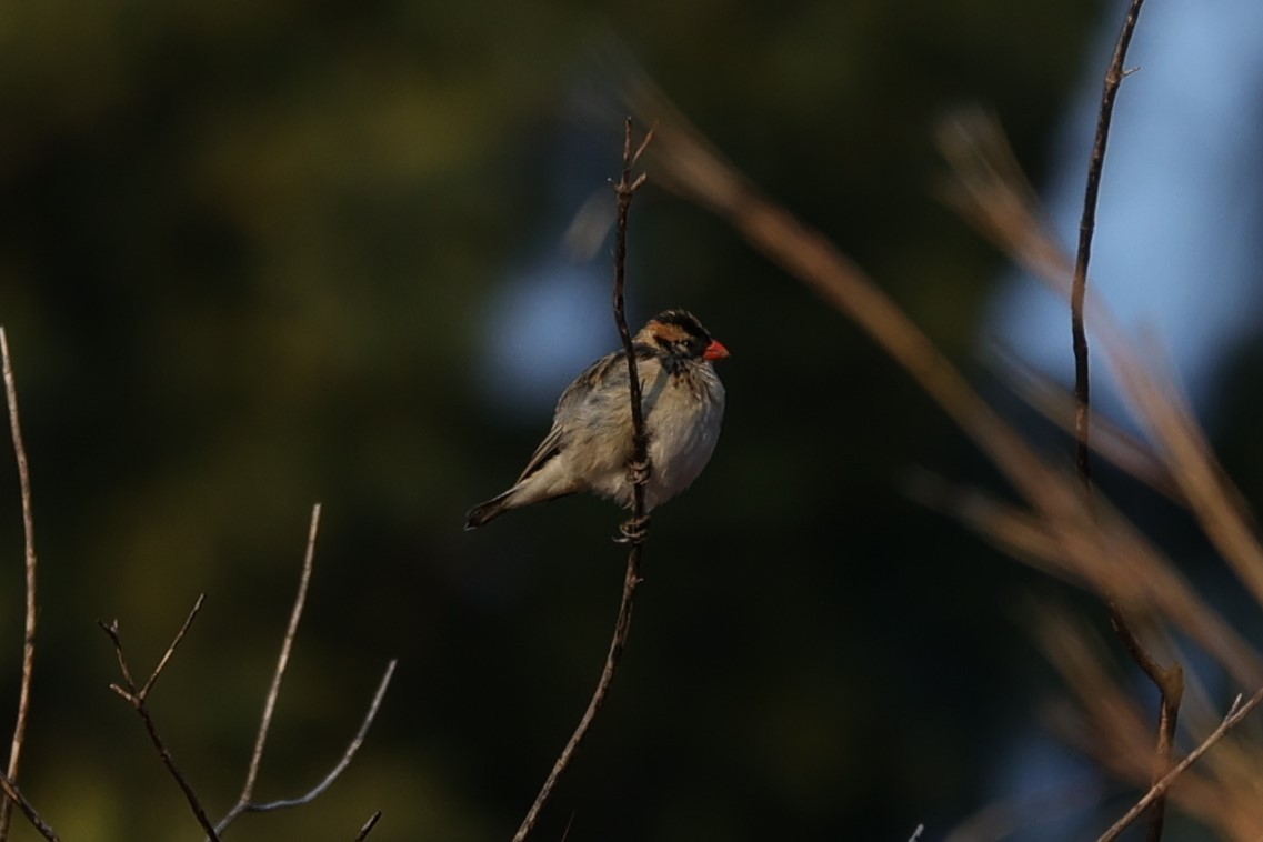 Pin-tailed Whydah - ML645776332