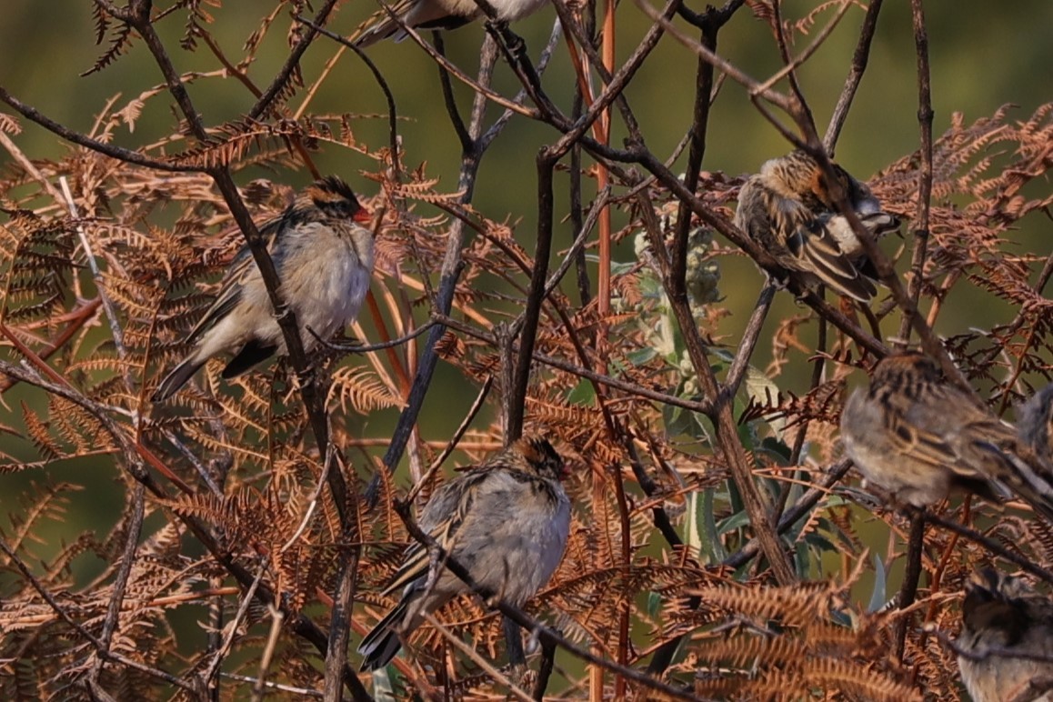 Pin-tailed Whydah - ML645776333