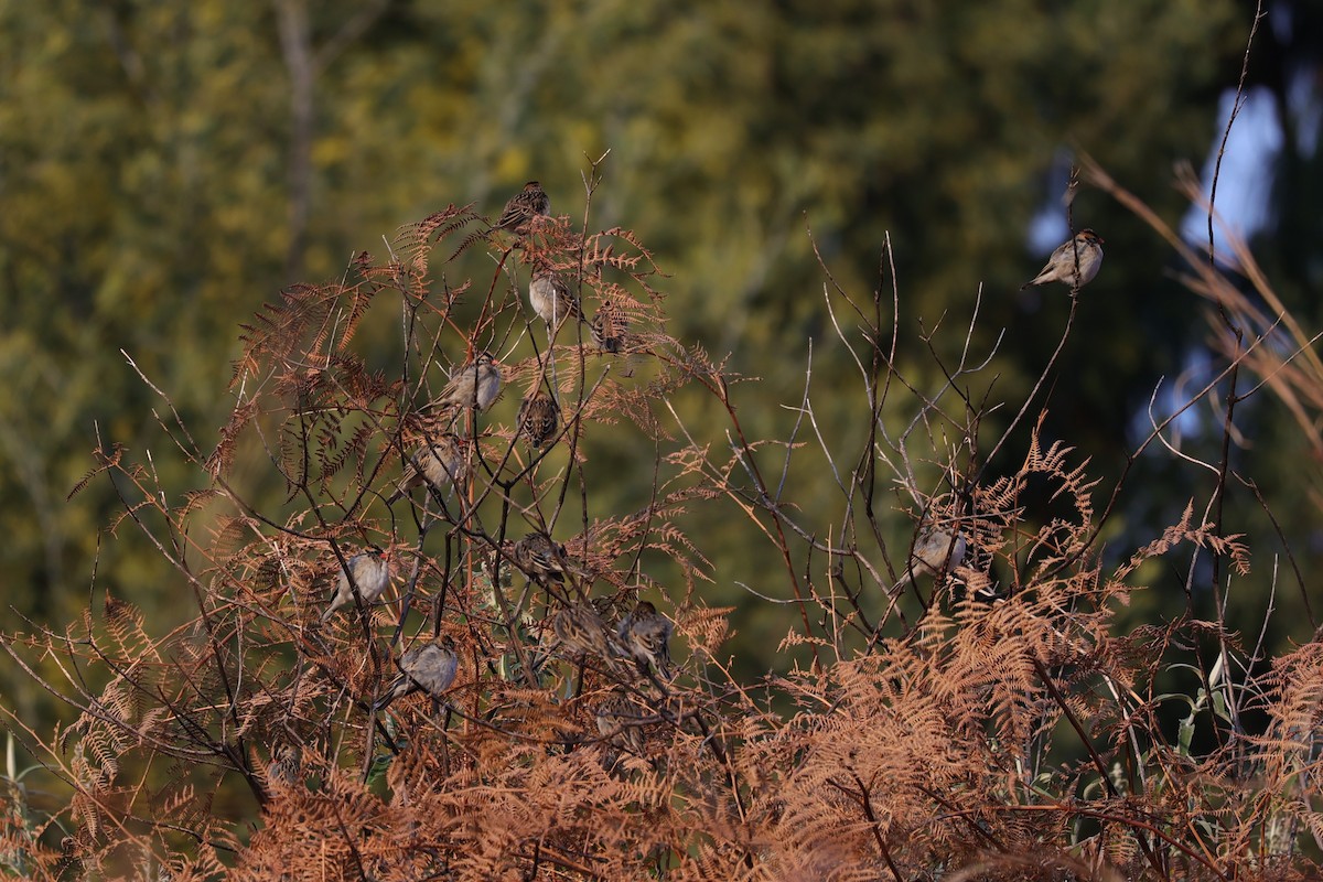 Pin-tailed Whydah - ML645776334