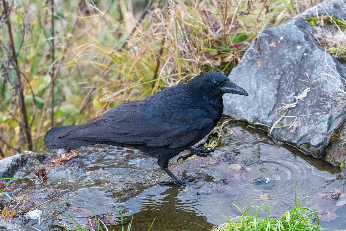 Carrion Crow - ML645776335