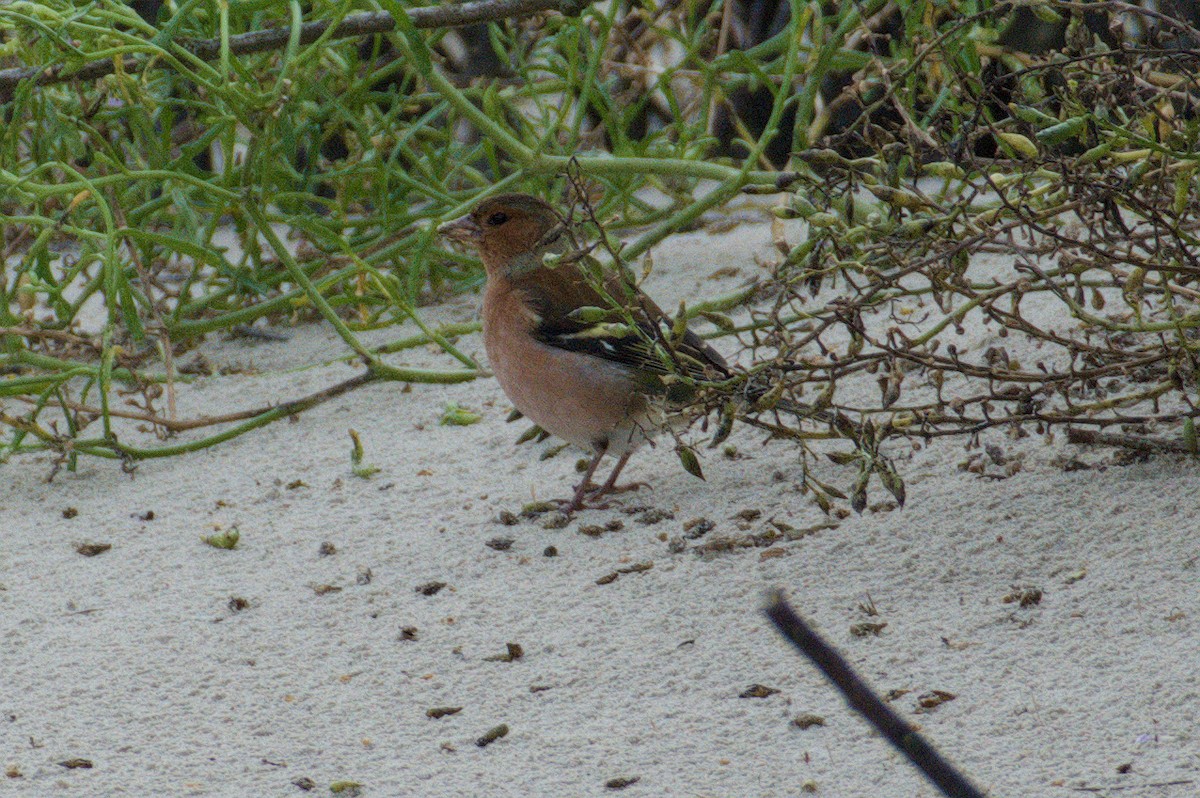 Common Chaffinch - ML645776336