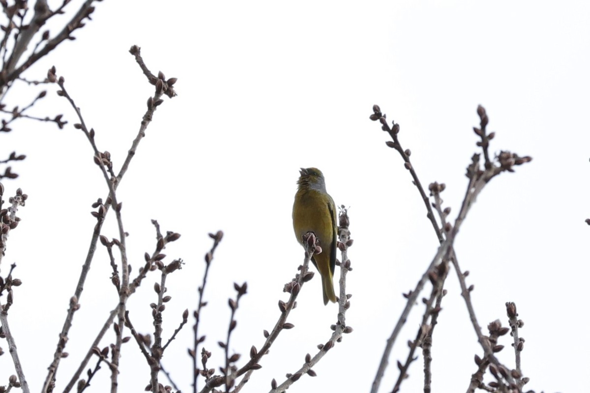 Cape Canary - ML645776338