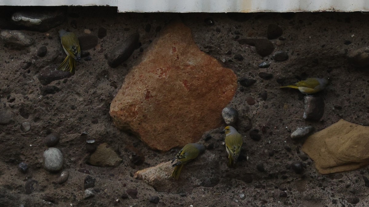 Cape Canary - ML645776339