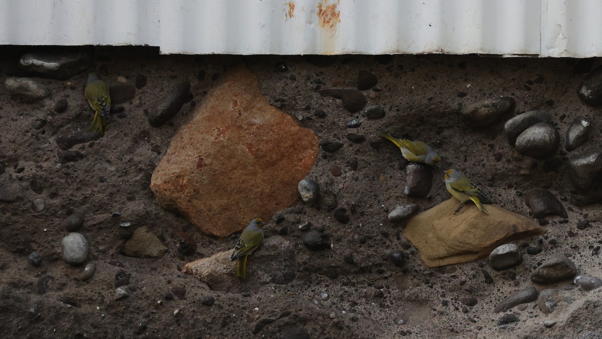 Cape Canary - ML645776341