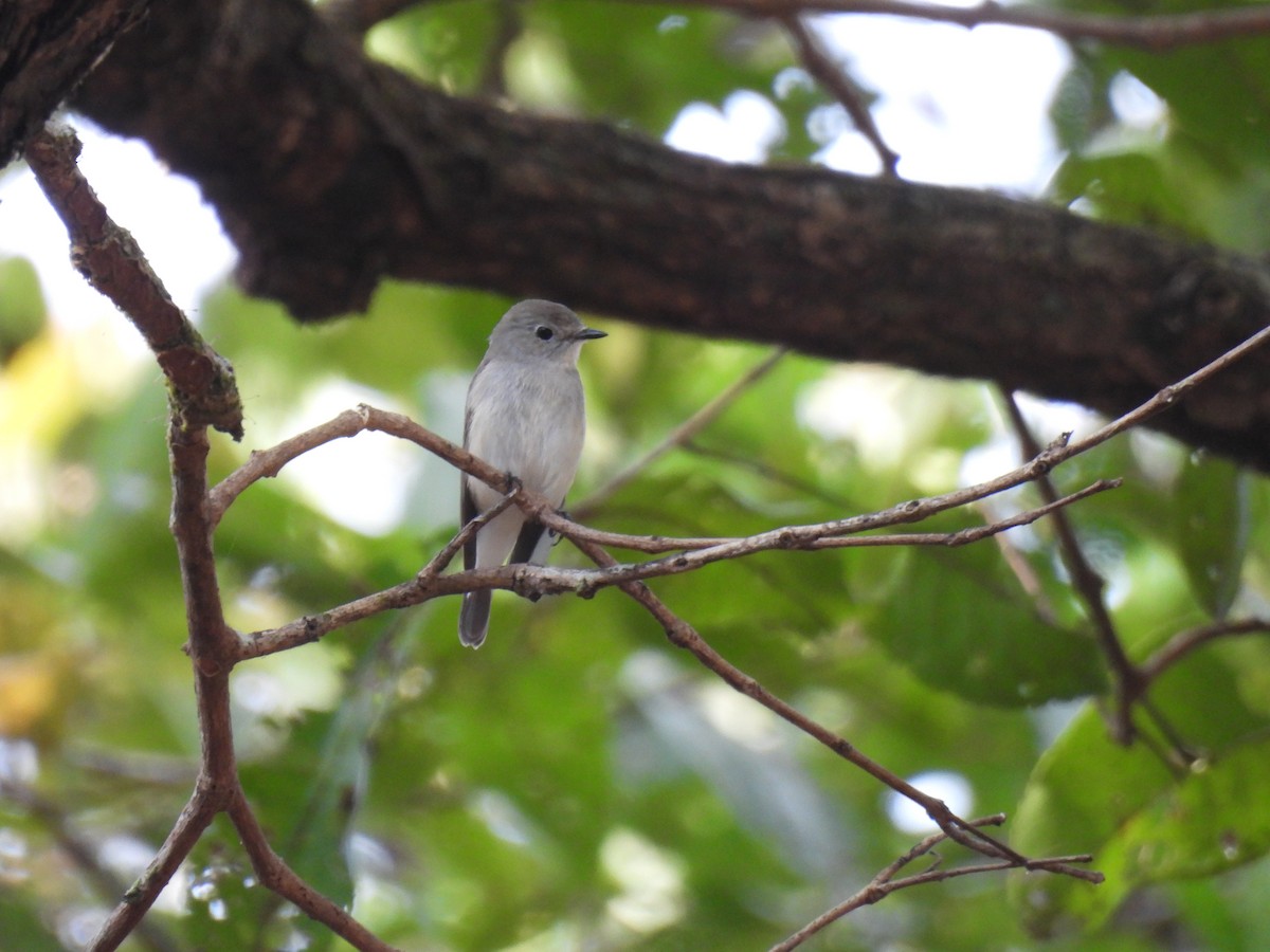 Восточная малая мухоловка - ML645776349