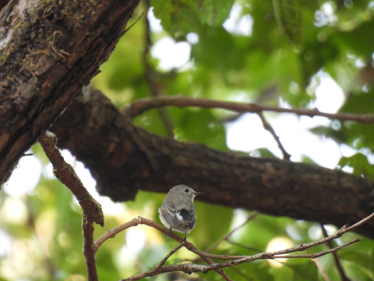 Восточная малая мухоловка - ML645776350