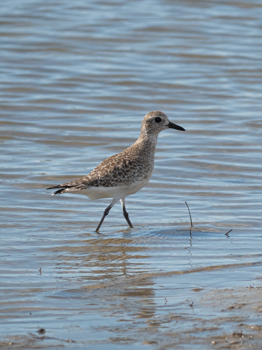 Pluvialis sp. - ML645776358