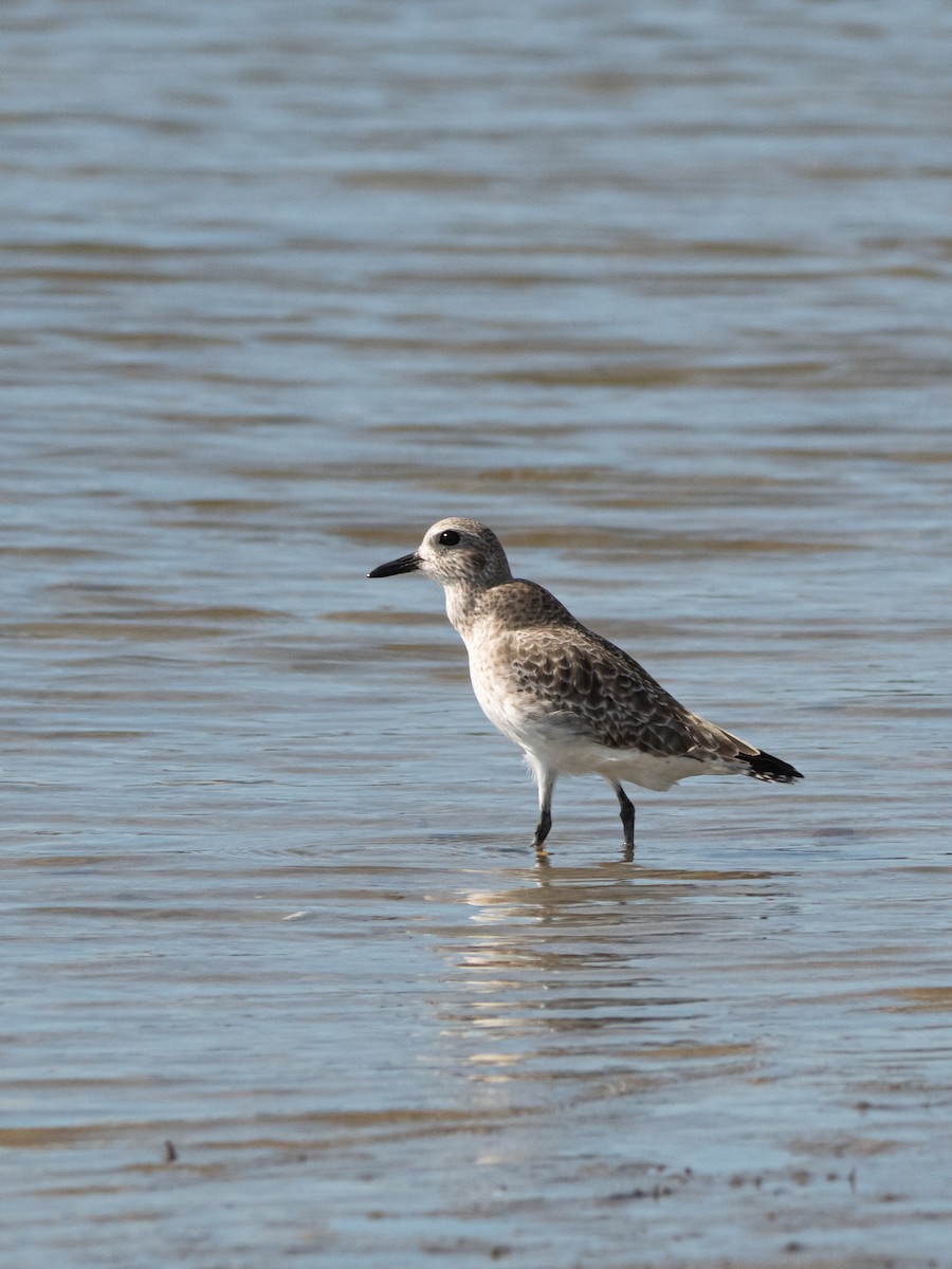 Pluvialis sp. - ML645776359