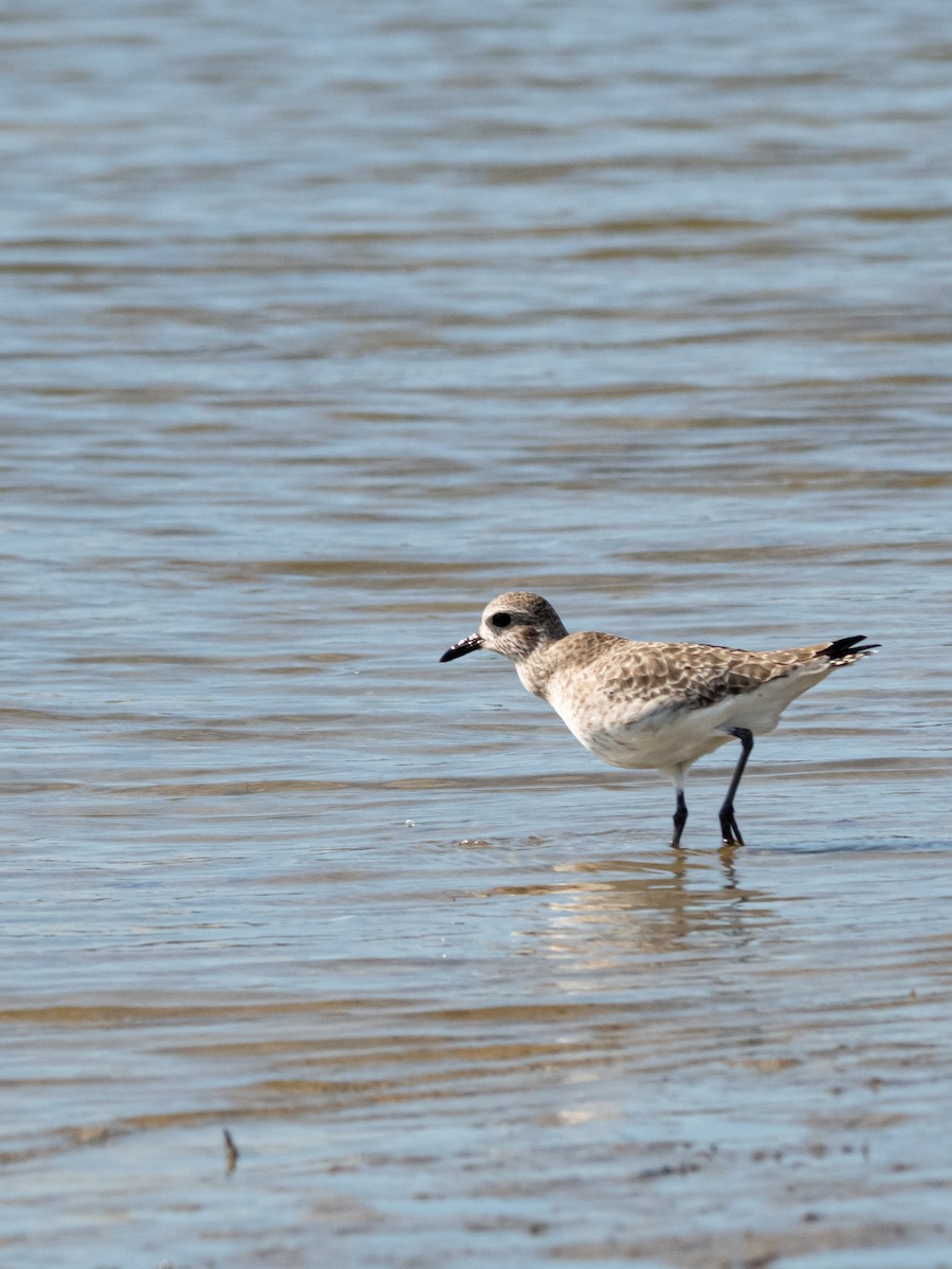 Pluvialis sp. - ML645776361